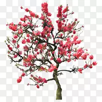 金刚魔芋花木花园花android-樱花-空若网 金刚魔芋花木花园花android-樱花-空若网