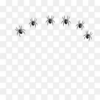 蜘蛛 昆虫 蚂蚁-空若网 蜘蛛 昆虫 蚂蚁-空若网