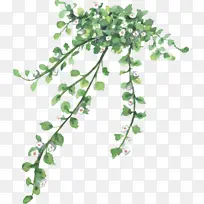 ��֦ ֲ�ﾥ Ҷ-������