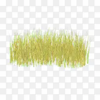 麦草 谷物 草-空若网 麦草 谷物 草-空若网