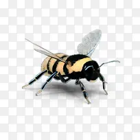 蜜蜂 昆虫 真蝇科-空若网 蜜蜂 昆虫 真蝇科-空若网
