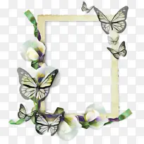 采购产品蝴蝶 画框 昆虫-空若网 采购产品蝴蝶 画框 昆虫-空若网