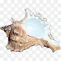 海贝 绘画 博客-空若网 海贝 绘画 博客-空若网