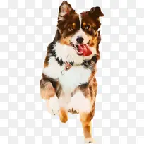 狗 猫 宠物-空若网 狗 猫 宠物-空若网