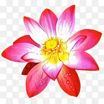 睡莲 大丽花 一年生植物-空若网 睡莲 大丽花 一年生植物-空若网