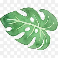 Ë®²Ê» »æ» Ò¶×Ó-¿ÕÈôÍø Ë®²Ê» »æ» Ò¶×Ó-¿ÕÈôÍø