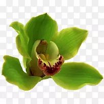 兰花舟兰蛾兰植物茎绿花-空若网 兰花舟兰蛾兰植物茎绿花-空若网