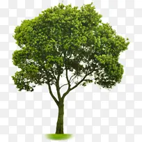 �� ���� ֲ��-������