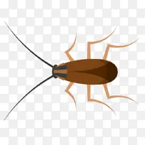 蟑螂 昆虫 膜-空若网 蟑螂 昆虫 膜-空若网