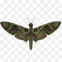 家蚕 夹竹桃天蛾 印度银行-空若网 家蚕 夹竹桃天蛾 印度银行-空若网