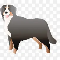 伯尔尼山犬 恩特布彻山犬 小狗-空若网 伯尔尼山犬 恩特布彻山犬 小狗-空若网