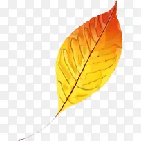 Ҷ�� ��ɫ ��ɫ-������