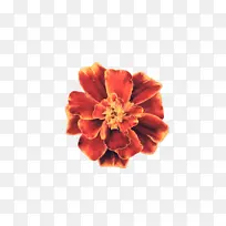 万寿菊 开花 花-空若网 万寿菊 开花 花-空若网