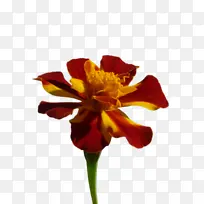 ���پ� ���� ��-������