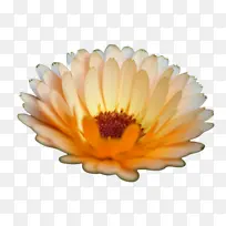 万寿菊 开花 花朵-空若网 万寿菊 开花 花朵-空若网