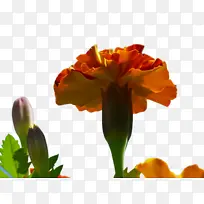 万寿菊 开花 花朵-空若网 万寿菊 开花 花朵-空若网