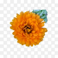 万寿菊 开花 花-空若网 万寿菊 开花 花-空若网