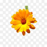 万寿菊 开花 花朵-空若网 万寿菊 开花 花朵-空若网