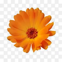 万寿菊 开花 花-空若网 万寿菊 开花 花-空若网