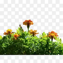 万寿菊 开花 花-空若网 万寿菊 开花 花-空若网