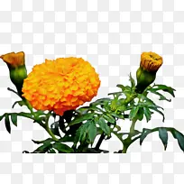 ���پ� ���� ��-������