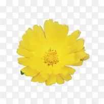 万寿菊 开花 弗洛拉-空若网 万寿菊 开花 弗洛拉-空若网
