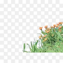 ���پ� ���� ��-������