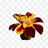 万寿菊 开花 花朵-空若网 万寿菊 开花 花朵-空若网