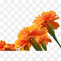 万寿菊 开花 花-空若网 万寿菊 开花 花-空若网