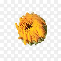 万寿菊 开花 花-空若网 万寿菊 开花 花-空若网