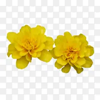 万寿菊 花朵 植物-空若网 万寿菊 花朵 植物-空若网