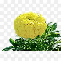 万寿菊 开花 花朵-空若网 万寿菊 开花 花朵-空若网