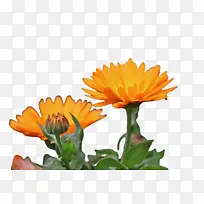 万寿菊 开花 花-空若网 万寿菊 开花 花-空若网