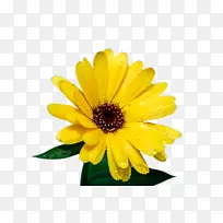 万寿菊 开花 花朵-空若网 万寿菊 开花 花朵-空若网
