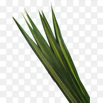 甜草 大葱 叶-空若网 甜草 大葱 叶-空若网