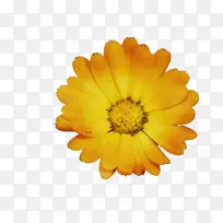 万寿菊 开花 花朵-空若网 万寿菊 开花 花朵-空若网