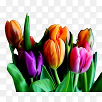 郁金香 花朵 植物-空若网 郁金香 花朵 植物-空若网