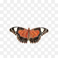 蝴蝶 昆虫 鳞翅目-空若网 蝴蝶 昆虫 鳞翅目-空若网