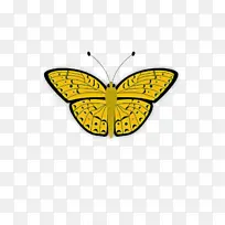 蝴蝶 昆虫 帝王蝴蝶-空若网 蝴蝶 昆虫 帝王蝴蝶-空若网