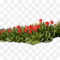 Óô½ðÏã »¨ Ö²Îï-¿ÕÈôÍø Óô½ðÏã »¨ Ö²Îï-¿ÕÈôÍø