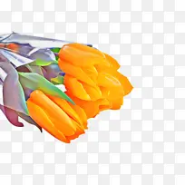 郁金香 花 植物-空若网 郁金香 花 植物-空若网