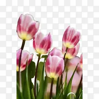 郁金香 花朵 植物群-空若网 郁金香 花朵 植物群-空若网