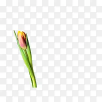 ������ �� ֲ��Ⱥ-������