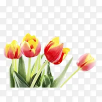 郁金香 花 植物-空若网 郁金香 花 植物-空若网