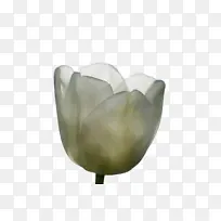 郁金香 花 植物-空若网 郁金香 花 植物-空若网
