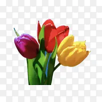 ������ �� ֲ��-������