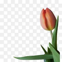 郁金香 花 植物群-空若网 郁金香 花 植物群-空若网