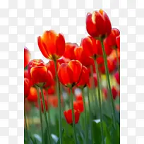 郁金香 花 植物群-空若网 郁金香 花 植物群-空若网