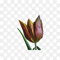 郁金香 花 植物群-空若网 郁金香 花 植物群-空若网