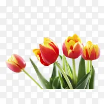 郁金香 花朵 植物-空若网 郁金香 花朵 植物-空若网